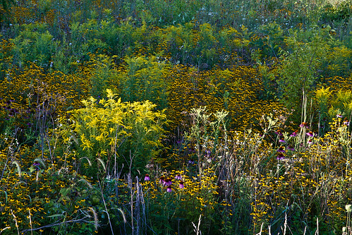 grass weeds flowerswild durandarea prairiesnaturalareas