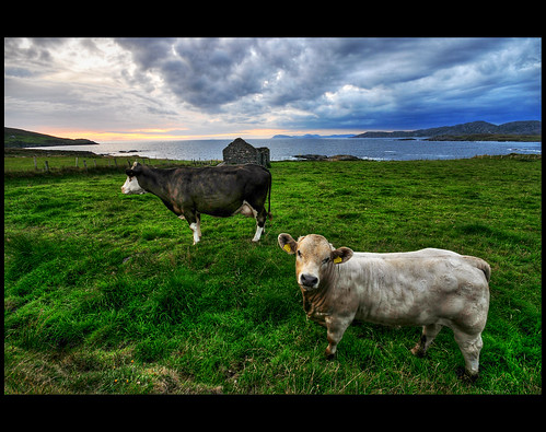 ireland sea clouds mar nikon cows sigma eire kerry nubes 1020mm hdr irlanda beara vacas núvols westcork vaques worldphotographyday photomatix bearapeninsula tonemapping d300s