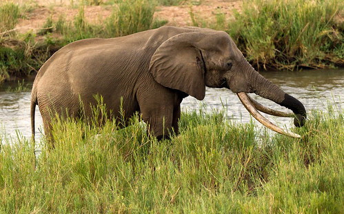 africa nature photography wildlife krugernationalpark vanderschelden annickvanderschelden photographerannickvanderschelden