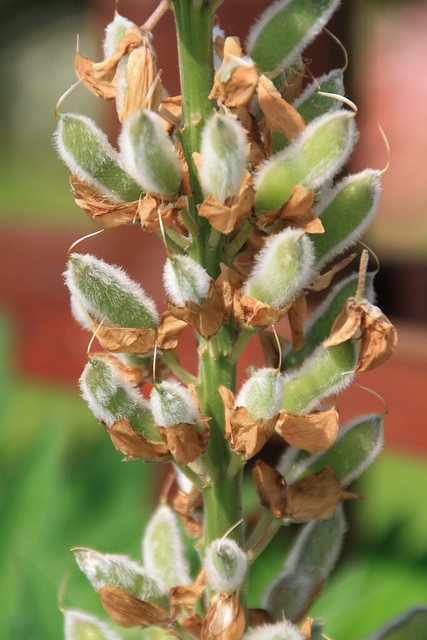 Lupin Seed Pods | Explore Mabacam's photos on Flickr. Mabaca… | Flickr ...