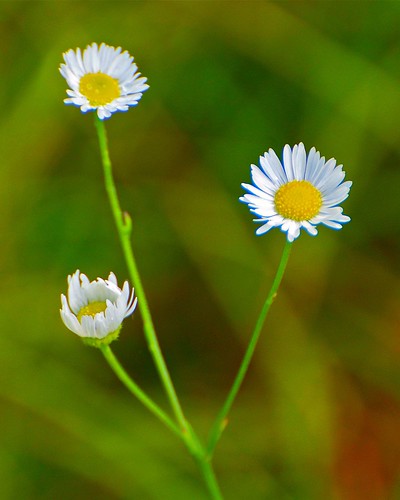 wild flower wisconsin daisy prairie rough asteraceae rhinelander erigeron strigosus fleabane