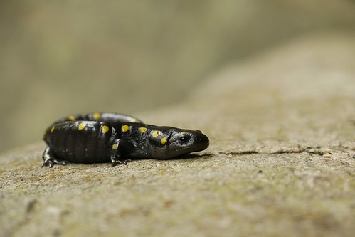 ontario rock climbing spottedsalamander calabogie ambystomamaculatum