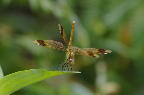 japan japanese dragonfly tombo