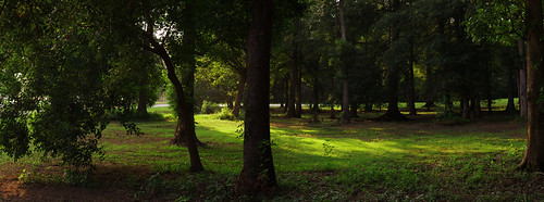 park trees grass columbusga columbusgeorgia coopercreekpark