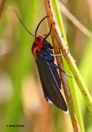 blue red black or moth august medium dorsal tigermoth douglascounty ctenucha bmna ventral ctenucharubroscapusmultifaria