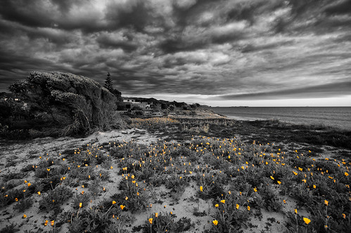 flowers newzealand sky beach clouds sunrise dawn spring dunes nz coastline blooms coromandel whiritoa yahoo:yourpictures=earlymorning