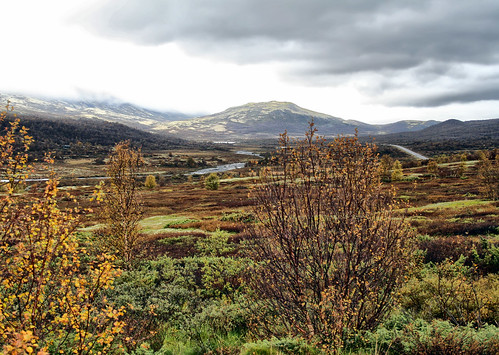 road autumn fall highway scenic rainy lichen e6 birchtrees dovrefjell lowlyingclouds larigan phamilton dovreplateau licensedwithgettyimages dovrevidda heglingen