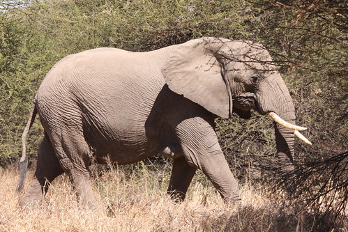 African Elephant, Loxodonta africana in Mapungubwe - it was a bit grumpy with me