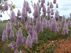 Amaranthaceae>Ptilotus exaltatus Purple Mulla Mulla DSCF4359