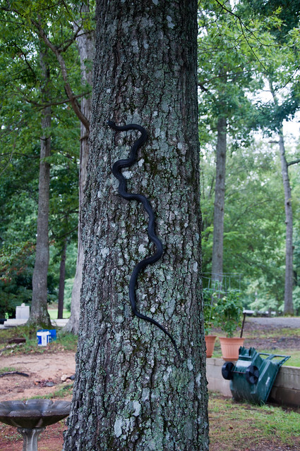 Snake Climbing a Tree 17951