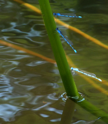 blue green water fauna three flying pond stem waterlily zoom dragonfly stlouis insects triplet trifecta missouribotanicalgarden mobot