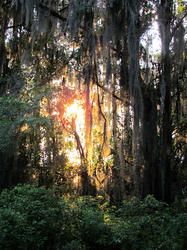 sunset tree nature florida swamp jacksonville mandarin stjohnsriver walterjoneshistoricpark canonsx30is