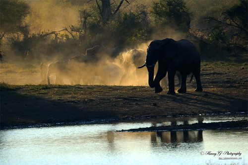 sunset reflection water animal backlight southafrica nikon dam elephants dust za rsa krugernationalpark interaction knp d90 h7 sataracamp harveygphotography sigma50th sigma170500mmapof5663afd nsemanidam photocommissioncom