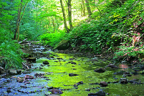 trees green water creek river michigan keweenaw hungariancreek quincygorge