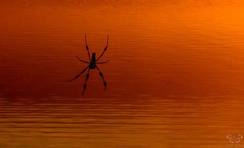 wild usa nature sunrise geotagged spider unitedstates florida titusville goldensilkspider silkspider merrittislandnwr scotthelfrich scotthelfrichphotographycom geo:lat=2863726677 geo:lon=8074779510