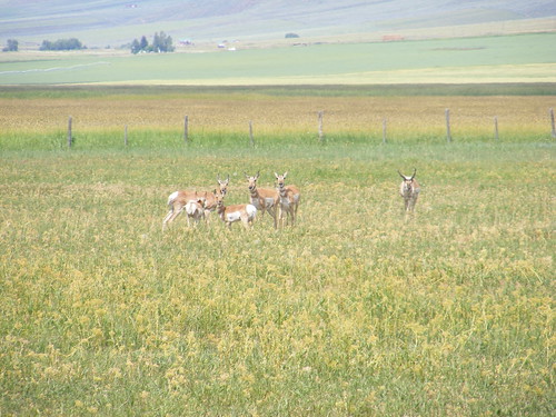 animals highway wildlife antelope wyoming 89