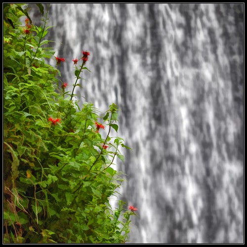 water nc northcarolina waterfalls wildflowers beebalm hdr lookingglassfalls pisgahnationalforest 2xp photomatix transylvaniacounty tonemapped hdraddicted paulmalcolm