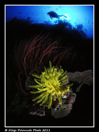 new photography guinea nikon underwater d2x papua crinoids febrina