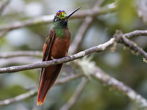 bird birds ecuador hummingbird kolibri neotropical rainbowstarfrontlet coeligenairis utuana bosquedehanne