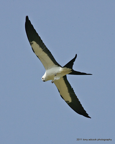 kite bird birds birding birdwatching birdwatcher swallowtailedkite elanoidesforficatus lifebird campbellcountyva