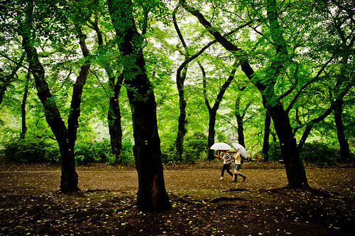 trees green japan umbrella geotagged tokyo walk strangers tall kichijoji stroll inokashirapark fujifinepixx100 35698833139578227