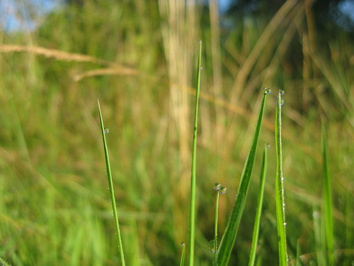 morning macro green water grass digital canon bokeh waterdrops sooc