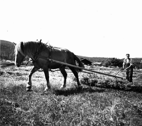 blackandwhite bw horse man landscape sweden farmland rake 1937 häst hälsingland svartvitt jordbruk slåtter räfsa mårtensjöbäck