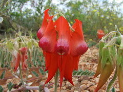 Fabaceae>Swainsona formosa Sturt's Desert Pea DSCF4367