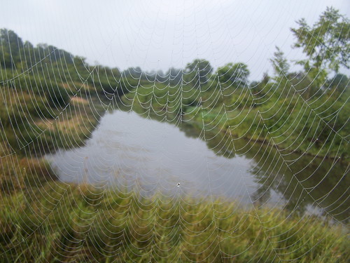2 state spiderweb brookfield forests andyarthur
