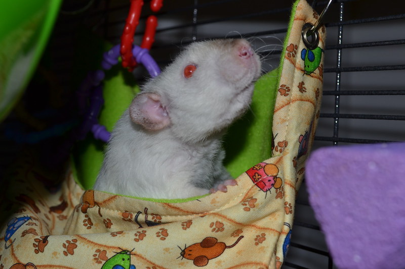 Jenny&#039;s rat checks out the wall pouch.