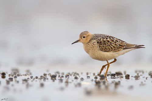 nature birds canon wildlife 7d sandpiper shorebird wildbirds buffbreasted 600mm buffbreastedsandpiper