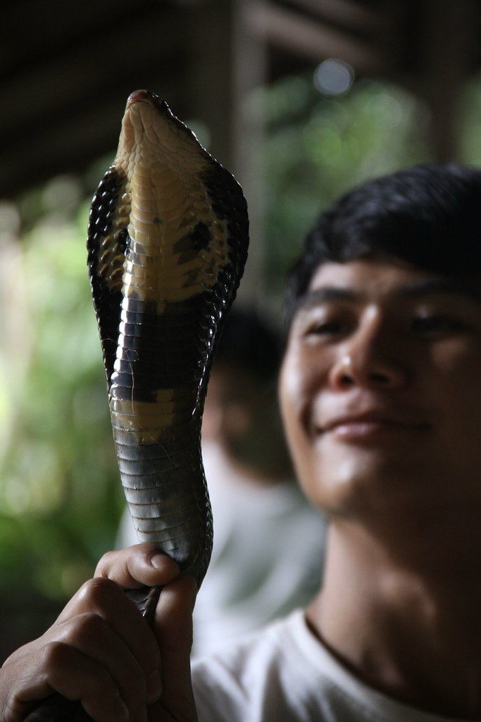 A Thai Snake Handler & His Cobra