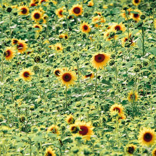 germany square sony july sunflowers tamron zoomlens 28300 2011 a850