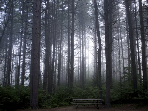 morning camping trees mist ontario canada fog whitney algonquinpark picnictable x100 poglake t2camping 12x18formom