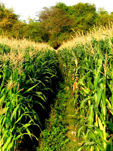 field indonesia corn photos farm porto arwin portofolio centraljava jawatengah wedi arwinwaworuntu arwin17
