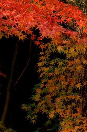 autumn fall japan digital momiji alpha7