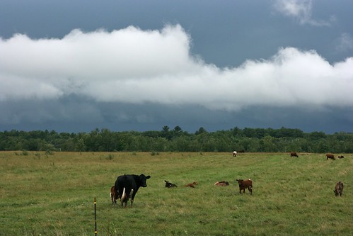 sky storm green wisconsin cows gray