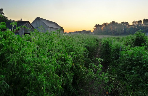 barn sunrise farm cbf chesapeakebayfoundation clagettfarm