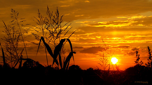 sunset golden countryside scenery tn sundown farm tennessee country scenic farmland soybean agriculture soybeans montgomerycounty middletennessee fordrd