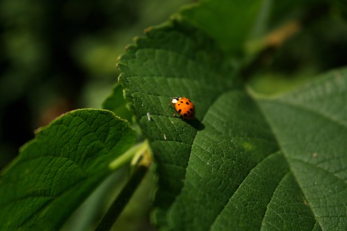 orange green colors leaf ladybug picnik blackspots
