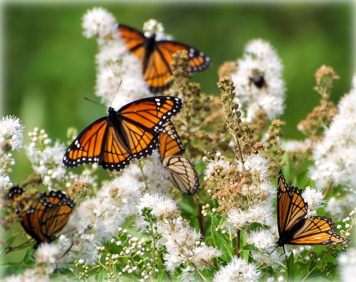 summer nature wisconsin rural landscape countryside meadow butterflies butterflykisses nikond90 ashlandcounty afsvrzoomnikkor70300mmf4556gifed lynnf1024 sanbornwi