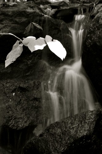 blackandwhite white black blancoynegro blanco water leaves rio branco hojas grey gris agua costarica negro preto falls catarata d90