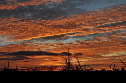 sunset ontario canada birds silhouette clouds peterborough