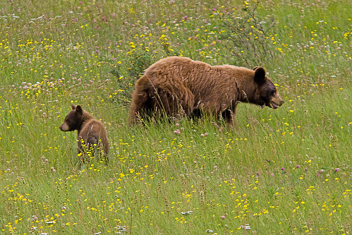 bear baby canada beer mamma ursusamericanus 2011 banffnp zwartebeer