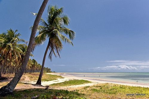 brazil beach brasil landscapes paisagens nordeste alagoas brazilianbeaches paisagensnaturais praiadopatacho georgehamiltonpaesbarreto