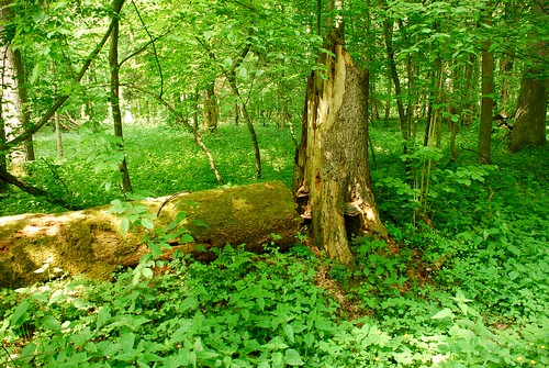 las nature forest landscape nationalpark poland polska natura krajobrazy bialowieskiparknarodowy białowieża