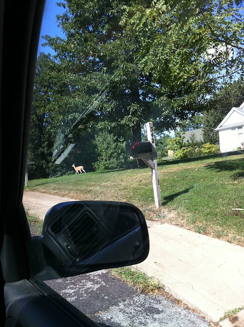 Neighborhood deer