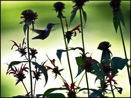 ontario london flickr olympus birdsinflight hummingbirds zuiko e5 iamcanadian omot cans2s flickrgolfclub thingsinmotion birdsphotography clanflickr photographybay 50200mm28