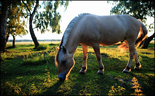 sunset summer horse skåne sweden sverige scania fjordhorse häst fjording hästhage canoneos5dmarkii fjordhäst canonef24mmf14liiusm