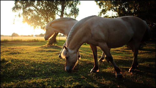 sunset summer horse skåne sweden sverige scania häst hästhage canoneos5dmarkii canonef24mmf14liiusm